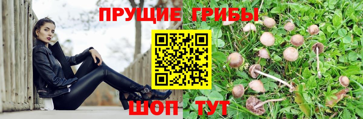 Галлюциногенные грибы Psilocybine cubensis Мегион
